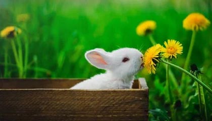 b体育下载-中国足协：伊朗U-23因故退出西安四国邀请赛，越南U-23递补参赛